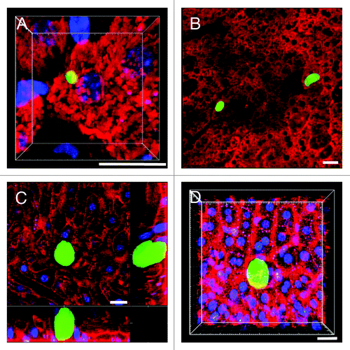 Figure 5. Using IRR to visualize the sinusoidal blood flow surrounding Plasmodium LS in non-fluorescent mice. (A) 3D volume view of a mouse liver harboring a 22 h PyXNL-GFP LS (green). Hepatocytes are labeled with MitoTracker (red), nuclei are blue (Hoechst). (B) MitoTracker (red) labels the hepatocyte plates surrounding two 42 h PyXNL-GFP LS (green). (C) IRR highlights the sinusoidal microvasculature (red) surrounding a 42 h PyXNL-GFP LS (green). Optical xy-xz-yz slice view, obtained with 50% 594 nm and 633 nm HeNe laser output power and PMT set to 590–850 nm. Nuclei are blue (Hoechst). (D) 3D volume view shows a 42 h PyXNL-GFP LS (green) embedded in non-fluorescent liver tissue. The dense sinusoidal network (red) was visualized using 50% 594 nm and 633 nm HeNe laser output power and setting the PMT to 590–850 nm. Nuclei are blue (Hoechst). Scale bars 20 μm.