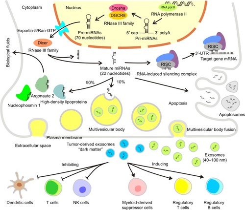 Figure 1 The mechanisms of the generation, morphology, and transport of miRNAs.