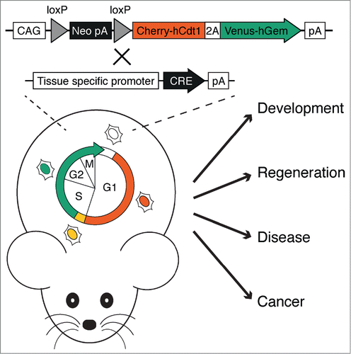 Figure 1. Fucci2a mouse and its potential applications. The intercross of the Fucci2a mouse (top allele) with a line expressing the CRE recombinase under a tissue specific promoter (bottom allele) results in CRE-loxP-mediated removal of the Neo-pA cassette and activates the expression of the Fucci2a transgene. This allows to fluorescently mark specific cells according to their cell cycle phase.