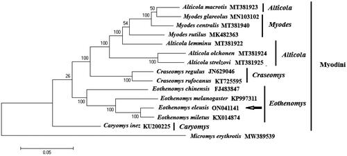 Figure 3. The phylogenetic tree constructed by the nucleotide sequences of complete mitochondrial genome without partitioning, through MEGA 11.0 software. The phylogenetic tree was constructed using the Kimura 2-parameter model of Maximum Likelihood method with 1000 bootstrap replications. Alticola strelzovi (Abramson et al. 2021), Alticola olchonensis (Abramson et al. 2021), Alticola lemminus (Abramson et al. 2021), Alticola macrotis (Abramson et al. 2021), Eothenomys miletus (Mu et al. 2019), Eothenomys melanogaster (Chen et al. 2016), Eothenomys chinensis (Yang et al. 2012), Eothenomys eleusis, Craseomys regulus (Abramson et al. 2021), Craseomys rufocanus (Lu et al. 2017), Myodes rutilus (Jin et al. 2019), Myodes centralis (Abramson et al. 2021), Myodes glareolus (Markováet et al. 2020), Caryomys inez (Yu et al. Citation2016). The out group is Micromys erythrotis (Cai et al. 2021).