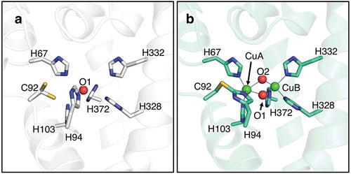 Figure 3. The crystal structure of melB pro-tyrosinase copper-binding site. (a) apo form (b) holo form.