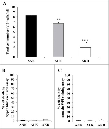 Figure 2. Cell proliferation and cell death. (A): After MDCK cells were maintained in ANK, ALK or AKD medium for 24 h, total number of the cells in each sample was counted. (B) and (C): Cell death was then examined by trypan blue assay and flow cytometry following annexin V/PI co-staining, respectively. Each bar represents mean ± SD of 3 independent experiments. ** = p < 0.01 vs. ANK; # = p < 0.01 vs. ALK.
