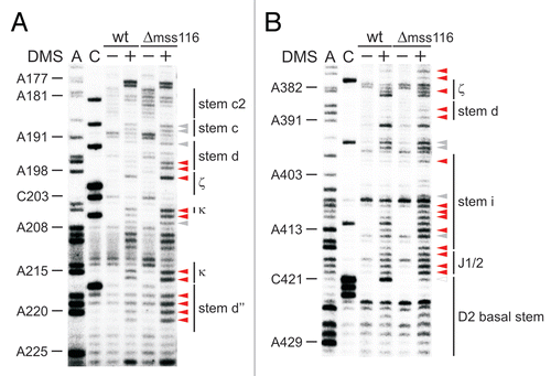 Figure 3 The κ-ζ element depends on Mss116p for folding. Representative gel showing the modification intensity of nucleotides in the 5′ part (A) and 3′ part (B) of the D1 core structure composed of stems d, d′ and d″, in which the κ region, the ζ receptor and the coordination loop are embedded, in the wt and mss116-knockout strain. The arrow heads indicate residues, the accessibility of which changes due to the absence of Mss116p (filled arrow heads represent an increase in accessibility, while open ones highlight bases with reduced accessibility). Strong changes in accessibility are displayed in red (>2-fold); while smaller changes are shown in gray (1.5 to 2-fold). These values were derived from the normalized gel plots (see Suppl. Fig. 4A and B). Lanes are designated as in Figure 1 with the exception that − and + lanes are shown for both the wt and mss116-knockout strain. Comparing lanes 4 and 6 reveals the altered DMS modification pattern and thus conformational changes within the ai5γ intron due to the absence of Mss116p.