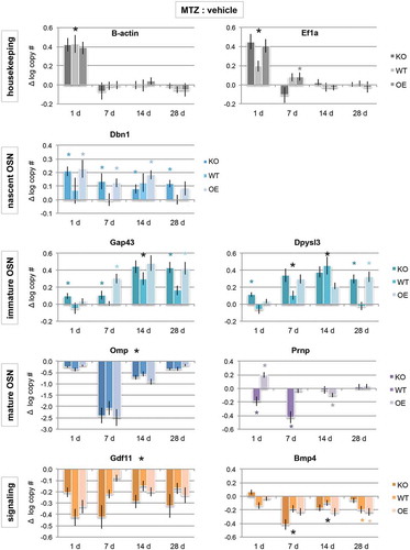 Figure 2. Cellular prion promotes early neuronal differentiation. mRNA expression levels of house-keeping genes (grey bars), developmental stage-specific markers (blue bars), and signalling genes that promote or inhibit neuronal maturation (orange bars) by quantitative PCR. Purple bars are prion (Prnp) gene expression, which span immature to mature OSN timepoints. Data are presented as a difference in total log gene copy number of MTZ to vehicle expression ± S.E. of the difference. Statistical comparison was done by ANOVA, where * P < 0.05; large black * = significant difference observed in all genotypes, while small coloured * = observed in only one or two genotypes (KO n = 8 vehicle, MTZ n = 8; WT n = 8 vehicle, n = 6 MTZ; OE n = 8 vehicle, n = 10 MTZ)