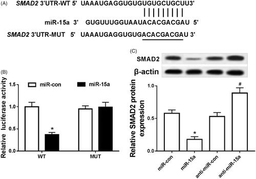 Figure 4. MiR-15a targeted SMAD2. (A) complementary sequence; (B) the effect of miR-15a on the fluorescence activity in arthritis chondrocytes; (C) the effect of miR-15a on the expression of SMAD2 protein in arthritis chondrocytes. *p < .05.