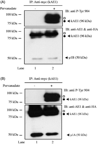 Figure 2. Phosphorylation of tyrosine 904 does not impair µ1B HA interaction with kAE1. MDCK cells expressing kAE1-myc and µ1B HA were either kept in control conditions (lane 1) or treated with pervanadate for 30 minutes (lane 2) prior to cell lysis and imunoprecipitation of kAE1 proteins. Eluted proteins were resolved by immunoblot and identified using an anti-HA antibody to detect µ1B, anti-kAE1 antibody to detect kAE1 and anti-phospho-tyrosine 904 antibody to detect phosphorylated kAE1. Open circle corresponds to kAE1 carrying complex oligosaccharides, and filled circle indicates kAE1 carrying high mannose oligosaccharides. This is representative of 3 independent experiments.