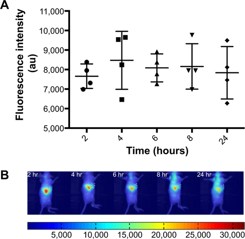 Figure S2 Biodistribution of liposomes in tumor-bearing mice.Notes: For imaging studies the near IR lipid probe DiR, was included in the lipid mixtures. Liposome accumulation was monitored by measurement of DiR. Time-dependent accumulation of liposomes in tumors. (A) DiR fluorescence intensity in tumor ROI with time. (B) Representative images of DiR fluorescence, tumor ROI are outlined.Abbreviations: IR, infrared; DiR, 1,1′-dioctadecyl-3,3,3′,3′-tetramethylindotricarbocyanine iodide (DiIC18(7)); ROI, region of interest; hr, hours.