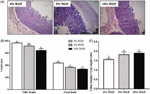 Figure 2. Jejunum morphology among control (□), 5% WGP (Display full size) and 10% WGP (■) supplementation groups. (A) Images of H&E staining of jejunums from different groups. (B) The villus height and crypt depth, data showed that 10% dietary WGP reduced villus height, and 5% WGP was sufficient to decrease crypt depth. (C) Ratio of the villus height to crypt depth was increased in both 5% and 10% supplementation groups (mean ± SEM; n = 6; Scar bar = 100 μm). WGP: wine grape pomace