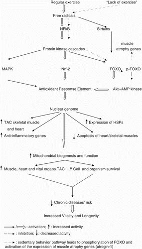 Figure 2. Hormetic and antioxidant pathways modulated by exercise in promotion of healthy aging.