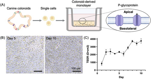 Figure 1. Development of canine colonoid-derived monolayers.(A) A schematic representation of the canine colonoid-derived monolayer generation process. Colonoids, derived from colonic tissue biopsies, were dissociated into individual cells and then seeded onto nanoporous membranes. The resulting matured colonoid-derived monolayer expresses P-gp on the apical side as previously reported (Ambrosini et al. Citation2020). This schematic was created with BioRender.com.(B) Representative phase-contrast microscopy images displaying colonoid-derived monolayer at two time points: Day 5 and Day 10. Scale bar = 100 µm.(C) The intestinal epithelial barrier integrity was assessed through the measurement of TEER values. The TEER value progressively increased with the duration of culture days increased, and stabilising at the level exceeding over 2000 Ω cm2 after Day 2. This assessment encompassed three biological replicates, each with three technical replicates. The error bars represent the standard error of the mean (SEM).