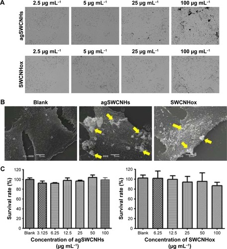 Figure 2 (A) Bright field graphs (40× magnification) of MDCK cells by high content imaging system. Cells were exposed to different concentrations of agSWCNHs and SWCNHox in DMEM containing 10% FBS at 37°C for 24 h; (B) SEM graphs of MDCK cells without any treatment, or incubated with 100 μg mL−1 agSWCNHs and SWCNHox suspensions at 37°C for 24 h, respectively. Arrows indicate the aggregations of agSWCNHs or SWCNHox; (C) The influence of agSWCNHs and SWCNHox on the viability of MDCK cells after 72 h treatment, measured by CCK-8 kit. Scale bars for images in Figure 2B are 5 μm.Abbreviations: SWCNH, single-wall carbon nanohorn; MDCK, Madin-Darby canine kidney; FBS, fetal bovine serum; DMEM, Dulbecco’s Modified Eagle’s Medium; SEM, scanning electron microscope; CCK-8, Cell counting kit-8.