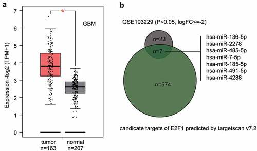 Figure 1. The identification of miR-485-5p as the miRNA of interest in this study.(a) The expression level of E2F1 in GBM (glioblastoma multiforme) from GEPIA database (http://gepia2.cancer-pku.cn/). (b) The intersection of the predicted target miRNAs of E2F1 by targetscan v7.2 and the significantly downregulated miRNAs from GSE103229 data series. FC: fold change