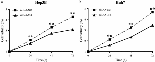 Figure 5. Knocking down CENPW influenced cell proliferation in (a) Hep3B and (b) Huh7 cells. The CCK-8 assay indicated that the cells in the siRNA-758 group grew significantly slower than those in the siRNA-NC group (**P < 0.01).