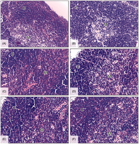 Figure 4. Representative photomicrographs of H&E-strained thymus of mice after the 15 days of treatment. (A and B) Control mice and mice treated daily with LP (2 × 109 CFU/kg bw). (C and D) Mice treated daily with AFB1 (0.25 mg/kg) or AFM1 (0.27 mg/kg). (E and F) Mice co-treated daily with LP + AFB1 or LP + AFM1. Magnification = 40×. C, Cortex; M, medulla.