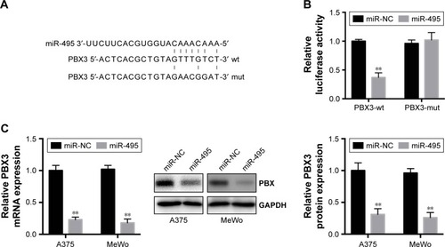 Figure 4 Pre-B-cell leukemia transcription factor 3 (PBX3) is a direct target of miR-495 in melanoma cells. (A) Human PBX3 3′UTR binding site for miR-495. (B) miR-495 targeted the wild-type but not the mutant 3′UTR of PBX3. (C) Overexpression of miR-495 repressed PBX3 mRNA expression level (left) and protein level (middle and right) in A375 and MeWo cells. Data are presented as mean ± SD (n=3). All experiments were performed three times, and representative images are presented. **P<0.01.
