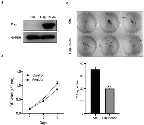 Figure 2. RASA4 overexpression suppresses proliferation and colony formation in HeLa cells. (a) Western blotting demonstrating transient RASA4 overexpression in HeLa cells. RASA4 was exogenously overexpressed through cell transfection with the pLV-Flag-RASA4 vector. (b) RASA4 overexpression weakened the proliferation of HeLa cells. Cell proliferation was assessed through CCK8 assays at the indicated timepoints. Data are shown as mean ± SEM (n = 3). (c) RASA4 overexpression impaired the colony generation rate of HeLa cells. Cell colony formation was measured through colony formation assays. Data are shown as mean ± SEM (n = 3)