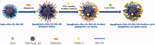 Figure 1. Schematic diagram of RAP@Fe3O4-PDA-CD-PEG-PEI-Profilin-1-Cy5.5 nanoparticles.