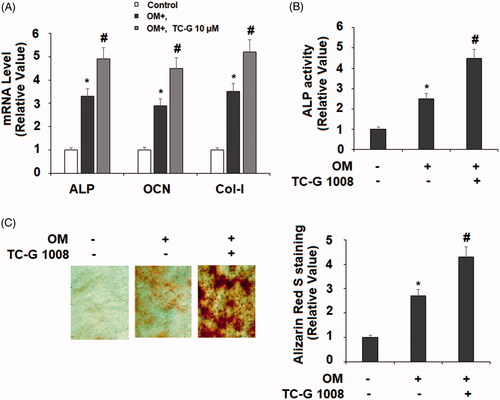 Figure 3. TC-G 1008 stimulated the differentiation and mineralization of MC3T3-E1 cells. Cells were incubated with osteogenic medium (OM) with or without GPR39 agonist TC-G 1008 (10 μM) for 14 days. (A) mRNA levels of ALP, OCN, and Col-I; (B. ALP activity; (C. Alizarin Red S staining (*, #, p < .01).