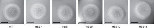 Figure S2 Colony morphology of OCH1-silenced and WT strains.Notes: Cells were grown on plates containing YPD, pH 4.5, for 6 days at 28°C before the images were obtained. WT, strain 1099-18 ATCC MYA 4821. Scale bars=1 cm.Abbreviation: WT, wild type.