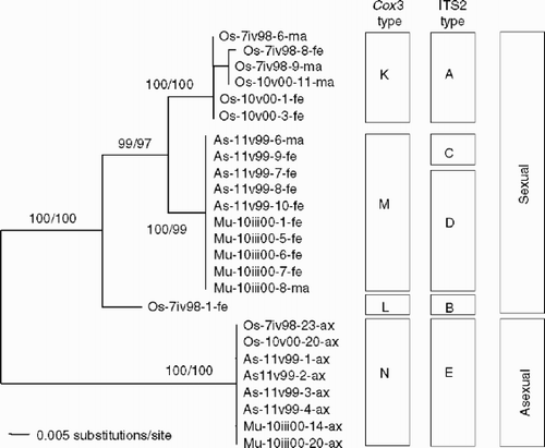 Fig. 7. A midpoint-rooted neighbour-joining tree inferred from cox3 sequences in Scytosiphon lomentaria from Hokkaido, Japan. Bootstrap values indicate the percentage (neighbour-joining tree/most-parsimonious tree) based on 1000 replicates. Haplotypes of cox3 and ITS2, and sexual or asexual populations are indicated.