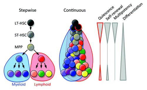 Figure 1. Models of bone marrow hematopoiesis. The current model of blood formation is a continuous process of the differentiation and progressive loss of stem cell features (quiescence, self-renewal, and multipotency).
