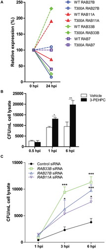 Figure 8. The presence of the T300A variant differentially regulates genes encoding RAB GTPases upon UPEC infection. (a) RT-qPCR analysis of mRNA levels of Rab27b, Rab11a, and Rab33b in bladders from WT and T300A mice before infection and 24 hpi. (b) Quantification of intracellular UPEC CFU in human BECs treated with vehicle and 3-PEHPC at the indicated time post infection. *P < 0.05; **P < 0.01 by Mann-Whitney test. (c) Quantification of intracellular UPEC CFU in human BECs treated with control siRNA and siRNAs directed against RAB33B, RAB27B, and RAB11A. *P < 0.05; **P < 0.01 by two-way ANOVA with Bonferroni post-test.