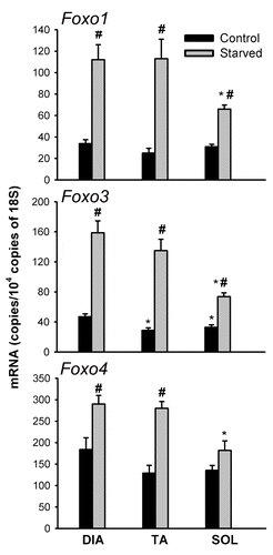 Figure 10. mRNA expression of Foxo1, Foxo3, and Foxo4 transcription factors in DIA, TA, and SOL muscles of control and acutely starved mice. Values (means ± SEM) are expressed as copies per 104 copies of 18S. *P < 0.05, as compared with DIA. #P < 0.05, as compared with control. n = 6 per group.