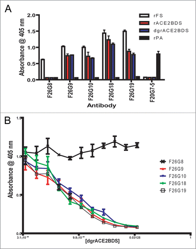 Figure 1 ELISA Epitope characterisation of murine F26 series mAbs. All the F26 series mAbs tested bind to rFS and F26G8 is the only mAb that does not bind to the ACE2BD region, as demonstrated by lack of binding to either rACE2BDS or dgrACE2BDS (A). These results were confirmed by a competitive with rFS coating and dgrACE2BDS inhibition which clearly shows a reduction in signal with increasing dgrACE2BDS protein concentration for all mAbs except F26G8 (B).