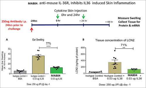 Figure 5. (a) MAB04 inhibits IL-36 induced skin swelling in mice (b) MAB04 inhibits IL-36 induced production of Lipocalin2. Intradermal L-36 injection into ear of C57B/6 mice induced increases in ear thickness (swelling) and Lipocalin2 (LCN2) which was significantly inhibited by a single 250 µg i.p. injection of MAB04 before challenge. Mean +/− SEM. N = 8/group.