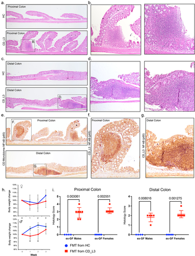 Figure 3. Histological features of mild to moderate colitis in xGF mice humanized with HC and CD_L3 fecal microbiota.