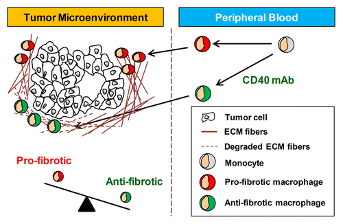 Figure 3. The phenotype of tumor-infiltrating macrophages is a critical determinant of tumor-associated stromal fibrosis. Systemic inflammation induced with an agonist CD40-specific monoclonal antibody (mAb) shifts the phenotype of tumor-infiltrating macrophages from pro- to anti-fibrotic. ECM, extracellular matrix.