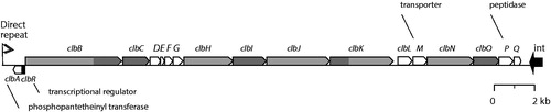 Figure 1. Schematic representation of the pks locus of E. coli. Genes coding for polyketide synthases are shown in dark grey, non-ribosomal peptide synthase genes are shown in light grey, and the two fusion genes are shown bicoloured. The regulator clbR and the integrase (int) are shown in black. Protein functions for ClbA, ClbM, and ClbP are indicated. Modified after Nougayrède et al. (Citation2006) and Homburg et al. (Citation2007). Small accessory genes are not shown.