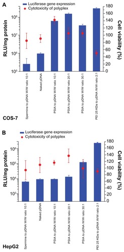 Figure 6 Luciferase activity and cytotoxicity of polyplexes formed from PSIA and pDNA in transfecting luciferase gene in COS-7 cells (A) and HepG2 cells (B) at various polymer to gene ratios (W/W).Abbreviations: PEI, polyethylenimine; PSIA, polyspermine imidazole-4, 5-amide.