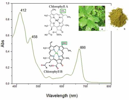 Figure 2. Visible spectrum of the ethanol extract of Corchorus olitorius leaves.