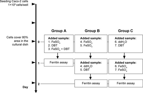 Figure 1 Experimental outline for the ferritin formation assay in Caco-2 cells.