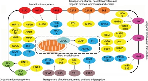 Figure 3 Overall scheme of the regulation of SLC protein expression and signaling transduction.Abbreviation: SLC, solute carrier.