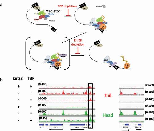 Figure 1. Mediator dynamics during activated transcription in yeast. (a) Mediator is recruited to UASs by DNA sequence-specific activator proteins via tail module subunits. Mediator then engages PIC components and transits to the proximal promoter region, with accompanying loss of the kinase module. Although the precise mechanism of Mediator transit from UAS to proximal promoter and engagement with the PIC remains unknown, TBP is required for this step. Mediator remains at the proximal promoter only transiently, with eviction accompanying promoter escape by Pol II, but can be captured at this stage by preventing Pol II promoter escape. (b) Browser scans showing occupancy of Mediator tail (Med15) or head (Med18) subunits at the LEU1 and PMA1 promoters (left) and RPS9B and RPL21A promoters (right) with or without depletion of Kin28 or Kin28 and TBP. The box indicates the PMA1 UAS; the peak to the left at the proximal promoter is seen only when Kin28 is depleted and TBP is not. Relative scales normalized to the total number of mapped reads are indicated. All browser scans were produced using the integrative genome viewer [Citation85]. Data is from [Citation31,Citation71].