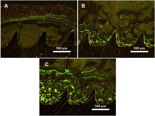Figure 8 Histological appearance of Ti (A), TiO2-NTs (B) and Si-TiO2-NTs (C) samples after six weeks of implantation, Green (calcein) lines are presented as the new bone around the screw. Scale bars, 500 μm.