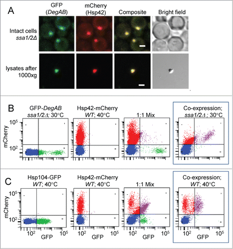 Figure 6. Co-localization of fluorescent reporter proteins in aggregates. (A) Imaging of GFP-DegAB and Hsp42-mCherry, co-expressed in ssa1/2Δ cells by fluorescence confocal microscopy. Upper panels: cellular localization of the 2 reporter proteins; lower panels: co-localization of the 2 reporter proteins in an aggregate, in cleared lysates. Scale bar: 2.5 μm. (B and C) Dot plot analyses of mCherry vs. GFP fluorescence of 5 μl of cell lysates. (B) Aggregates from cells expressing one fluorescent reporter, either GFP-DegAB (Left panel) or Hsp42-mCherry (middle panel). Right panel shows the aggregate distribution of a 1:1 mixture of the 2 cell types. Boxed panel shows the aggregate distribution in cells co-expressing the 2 fluorescent reporters indicated. (C) Aggregates from cells expressing one fluorescent reporter, either Hsp104-GFP (left panel) or Hsp42-mCherry (middle panel). Right panel shows the aggregate distribution of a 1:1 mixture of the 2 cell types. Boxed panel shows the aggregate distribution in cells co-expressing the 2 fluorescent reporters indicated.