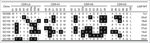 Figure 2. CDR sequences of anti-L55F antibodies. CDR-L3 and the 3 heavy chain CDRs are shown, as CDR-L1 and CDR-L2 were not diversified in the library design. The numbering is according to the nomenclature of Kabat et al.Citation39 Residues in specificity-tuned clones that are different from the parental clone GC058 are shown in white with black background. The signal ratios of Fab-phage bound to L55F vs. WT in phage ELISA (L55/WT) were determined as the mean values from 3 independent measurements.