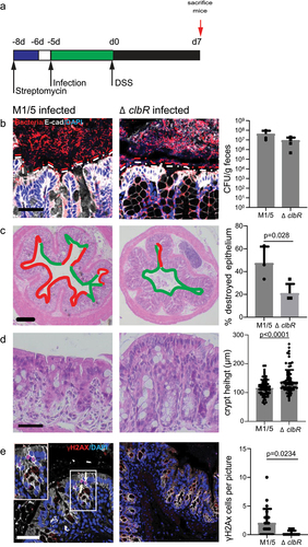 Figure 2. Colibactin increases the severity of tissue damage after DSS.