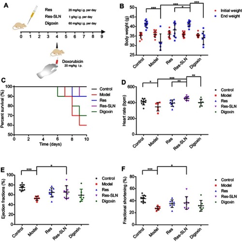 Figure 4 Res-SLN inhibits doxorubicin-induced cardiotoxicity. (A) Schematic representation of the reported treatment for doxorubicin-induced cardiotoxicity. (B) The body weight of mice in different groups (n=10). (C) The survival rate of mice in different groups (n=10). (D–F) The heart rate, ejection fractions and fractional shortening of mice in different groups. (*P<0.05, **P<0.01, ***P<0.01).Abbreviations: Res, resveratrol; SLN, solid lipid nanoparticles.