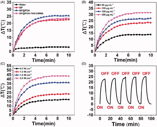 Figure 5. (A) Temperature rise curves of water, BP, BP@PDA, and BP@PDA-PAH-DMMA solution under 808 nm laser irradiation (1.0 W·cm–2) for 10 min. (B) Temperature rise curves of the BP@PDA-PAH-DMMA solution with different concentrations. (C) Temperature rise curves of the BP@PDA-PAH-DMMA solution under various irradiation power intensities. (D) The temperature change of BP@PDA-PAH-DMMA solution for five repeated laser on/off cycles with an 808 nm NIR laser at a power density of 1.0 W·cm–2.