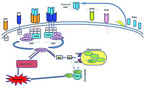 Figure 2. Apoptotic signaling induced by TRAIL. TRAIL initiates cell death by binding to the proapoptotic death receptors DR4 or DR5 that colocalizes their intracellular death domains. This clustering recruits the Fas-associated death domain (FADD) and pro-caspase-8 that results in its activation through autocatalytic cleavage. In type I cells, activate caspase-8 directly activates caspases-3, -6 and -7 to trigger the extrinsic cell death pathway. In type II cells, active caspase-8 cleaves Bid to a truncated form, tBid, which subsequently interacts with proapoptotic Bcl-2 family members Bax and Bak. This interaction leads to permeabilization of the mitochondrial membrane and release of cytochrome c. Cytosolic cytochrome c then combines with Apaf-1 and ATP to form the apoptosome that activates caspase-9 to trigger apoptosis through the caspase cascade.