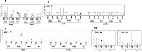 Figure 9. Endoplasmic reticulum stress signaling plays a key role in mediating toxic autophagy caused by [SRA737 + niraparib]. (a) Spiky and BT474 cells were transfected with a scrambled siRNA (siSCR) or with siRNA molecules to knock down the expression of cathepsin B or eIF2α. Twenty-four h after transfection cells were treated with vehicle control, SRA737 (0.25 μM), niraparib (2.0 μM) or the drugs in combination for 24h. After 24h, cells were isolated and cell viability determined by a live/dead assay (n = 2 separate studies, within each are multiple independent individual treatments +/- SD). * p < 0.05 less than corresponding value in siSCR transfected cells. (b) and (c) Spiky and BT474 cells were transfected with a scrambled siRNA (siSCR) or with an siRNA molecule to knock down eIF2α. Twenty-four h after transfection cells were treated with vehicle control, SRA737 (0.25 μM), niraparib (2.0 μM) or the drugs in combination for 4h. Cells were fixed in place and immunostaining performed to determine the expression of MCL-1, BCL-XL, Beclin1 and ATG5. # p < 0.05 greater than corresponding value in vehicle treated cells; * p < 0.05 less than corresponding value in vehicle treated cells. (d) Spiky ovarian cancer cells were transfected with a plasmid to express LC3-GFP-RFP and in parallel transfected with a scrambled siRNA or with siRNA molecules to knock down eIF2α, ATM or AMPKα. Twenty-four h after transfection cells were treated for 4h and 8h with vehicle control or with [SRA737 (0.25 μM) + niraparib (2.0 μM)]. At each time point the numbers of intense staining GFP+ and RFP+ punctae were determined (n = 3 +/- SD). * p < 0.05 less than corresponding value in siSCR cells.