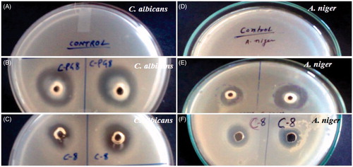 Figure 2. Photographs of the zone of inhibition: (A–C) the Petri plates revealing control, capmul PG8 (CPG8) and capmul MCM C8 (C8), respectively against C. albicans. (D–F) the Petri plates showing control, CPG8 and C-8, respectively against A. niger. The data represents the mean ± SD, (n = 3).