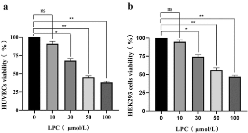Figure 2. The effects of different LPC concentrations on the viability of HUVECs (a) and HEK293 cells (b). LPC treatment for 24 h decreased cell viability in a dose-dependent manner. n = 3. *P < 0.05, **P < 0.01