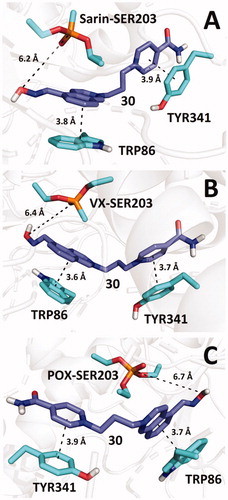 Figure 4. Predicted binding mode of compound 30 (blue) in hAChE inhibited by sarin (A; pdb id: 5fpq), VX (B; pdb id: 6cqt) and paraoxon (C; pdb id: 5hf9).