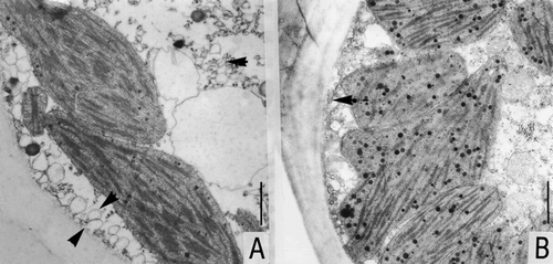 FIGURE 2. Transmission electron micrographs of mesophyll cells of previous year's pine needles at different stages of hardening. (A) Irrigated control (IC): hardened cytoplasm with tubular ER (arrow) and vesicular ER (between arrows near the plasma membrane); small lipid droplets. (B) Dry control (DC): the hardening process has just begun; longitudinal ER left in cytoplasm (arrow). Bar = 1μm
