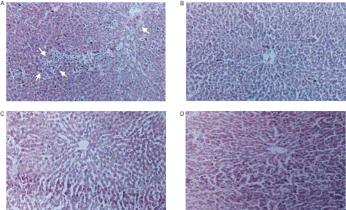 Figure 3.  (A) Photomicrograph of d-GalN/LPS intoxicated rat liver section which shows loss of architecture and cell necrosis (perivenular) extending to the central zone. The cell necrosis with inflammatory collections is more prominent in the central zone than around central vein. Hematoxylin-eosin stain (100×). (B) Photomicrograph of control rat liver section showing normal architecture. Hematoxylin-eosin stain (100×). (C) Photomicrograph of liver section of rat pre-treated with ASE prior to d-GalN/LPS challenge showing central vein surrounded by hepatocytes with sinusoidal dilatation with occasional inflammatory cells. No hepatic necrosis was seen around central vein or in the central zone. Hematoxylin-eosin stain (100×). (D) Photomicrograph of liver section of rat treated with ASE alone for 10 days showing normal liver parenchyma with central vein and cords of hepatocytes. Hematoxylin-eosin stain (100×).